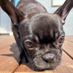 愛知　ウッドデッキ　犬