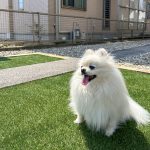 愛知県　津島市　庭工事 犬 人工芝