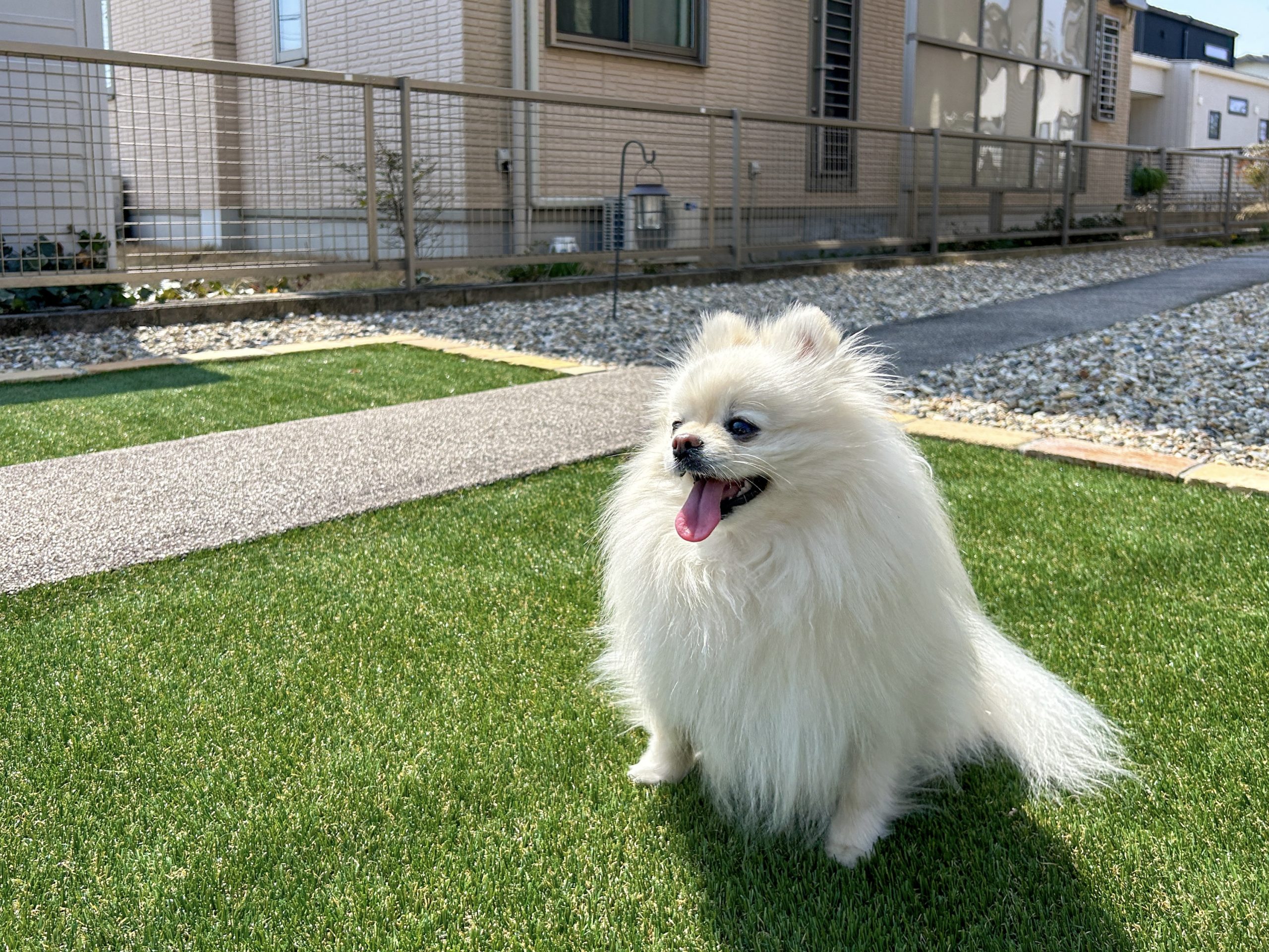 愛知県　津島市　庭工事 犬 人工芝