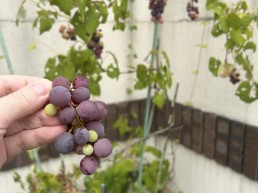 みよし市　BLANCO　ブドウ