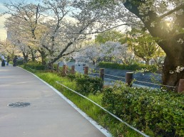 名古屋市　山崎川