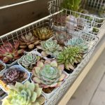多肉植物 ウッド　門柱　飾り棚　一宮市