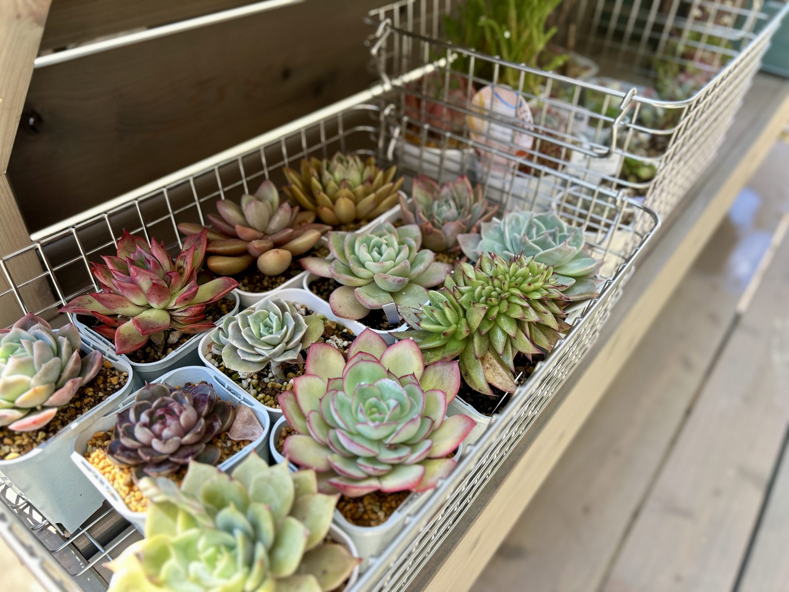 多肉植物 ウッド　門柱　飾り棚　一宮市
